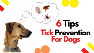 Tick prevention for dogs : 6 tips to keep your dog tick free 2020