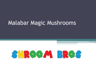 Malabar Magic Mushrooms