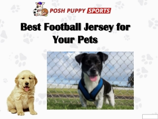 Best Football Jersey for Your Pets