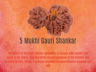 5 Mukhi Gauri Shankar Rudraksha