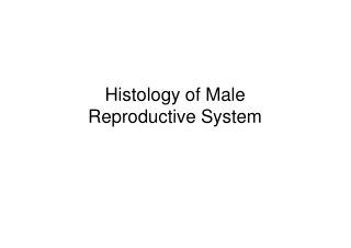 Histology of Male Reproductive System