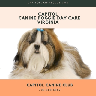 Capitol Canine Doggie Day Care Virginia