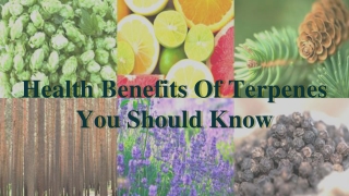 Health Benefits Of Terpenes You Should Know