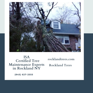 ISA Certified Tree Maintenance Experts in Rockland NY