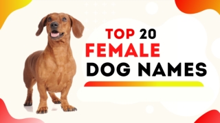 Female Dog Names : 20 of the Top Girl Dog Names with meaning 2020