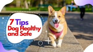 Dog Health Tips: Top 7 Tips to Keep Your Dog Healthy and Safe 2020