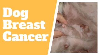 Breast Cancer in Dogs - Symptoms, Causes and Treatment of Breast Cancer in Dogs