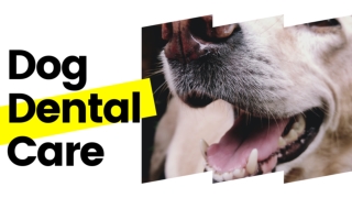 Dog Dental Care Should focus on these 7 things 2020 ! Dog Health Tips 2020