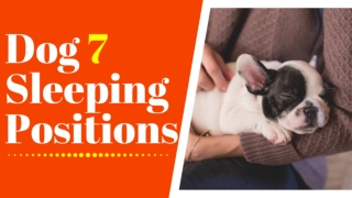 Here Are Top 7 Dog Sleeping Positions and What They Mean 2020 ! Dog Health Tips