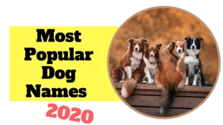 Top 20 Most Popular Male  and Female Dog Names With Meaning 2020 ! Unique Pet Names