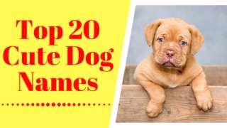 Top 20 Cute Dog Names 2020 With Meaning ! Dog Health Tips