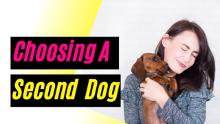 How To Choose A Second Dog Dog Breed Compatibility Chart