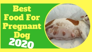 What Is The Best Dog Food for Pregnant Dogs 2020 ! Dog Health tips