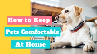 How To Make Dog Comfortable In New Home ! Dog Health Tips 2020