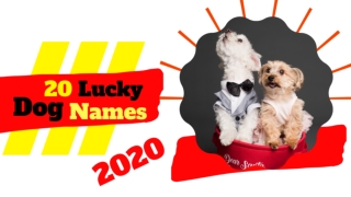 TOP 20 Luckiest Dog Names For Male & Female With Meaning– Lucky Dog Name Ideas 2020