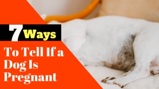 Top 7 Ways to Tell If a Dog Is Pregnant 2020 ! Signs of Dog Pregnancy