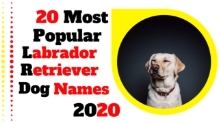 Top 20 Most Popular Labrador Retriever Dog Names of 2020 With Meaning ! Unique Dog Names