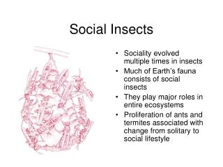 PPT - Social Insects PowerPoint Presentation, free download - ID:1019367