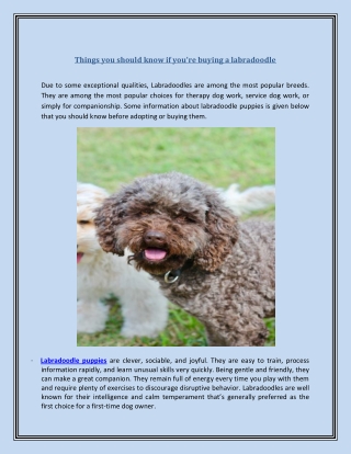 Things you should know if you’re buying a labradoodle