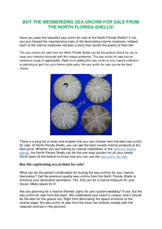 Buy the Mesmerizing Sea urchin for sale from the North Florida Shells!