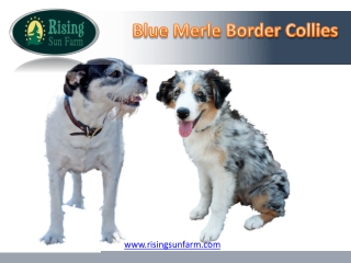 Blue Merle Border Collies: Rising Sun Farm