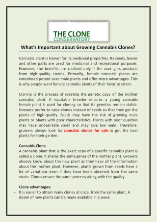 What’s Important about Growing Cannabis Clones?