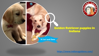 Golden Retriever Puppies for Sale Indiana