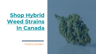 Shop Hybrid Weed Strains In Canada - Carly's Garden