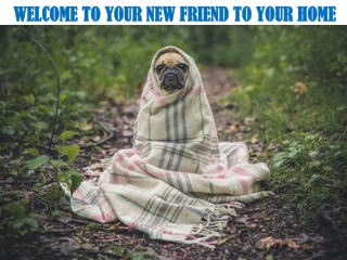 WELCOME TO YOUR NEW FRIEND TO YOUR HOME - Bloomingtails Dog Boutique