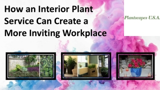 How an Interior Plant Service Can Create a More Inviting Workplace