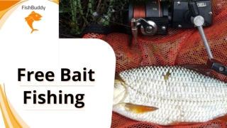 Find Out How you can do Free Bait Fishing | Carp Fishing