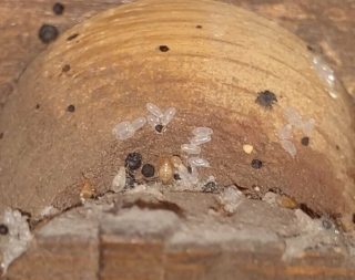 Bed bug eggs on headboard