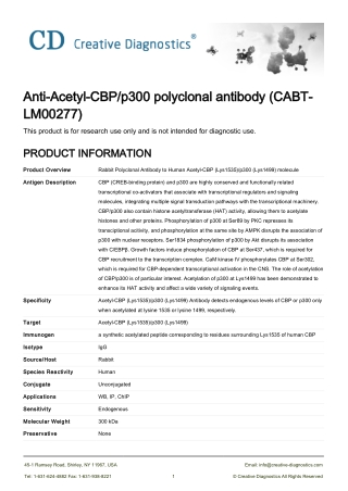 anti p300 antibody
