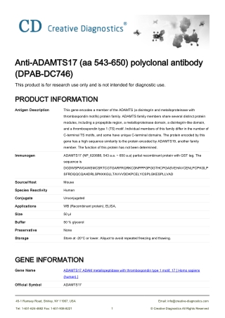 adamts17 antibody