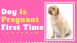 What To Do When Your Dog Is Pregnant For The First Time ! dog pregnancy signs 2020