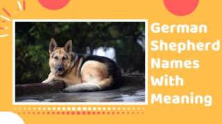 20 Top German Shepherd Dog Names of 2020 With Meaning ! Unique Puppy Names