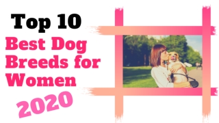 Top 10 Best Dog Breeds for Women 2020 ! Dog Lovers