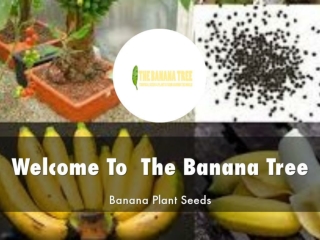 The Banana Tree Presentation