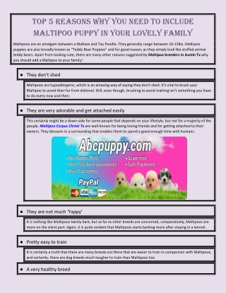 Top 5 reasons why you need to include Maltipoo puppy in your lovely family