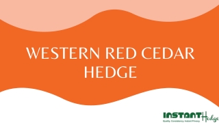 Quick Guide To Western Red Cedar Hedges | InstantHedge