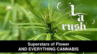 Weed Delivery Service North Hills - LA Rush