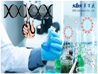 Bst DNA polymerase