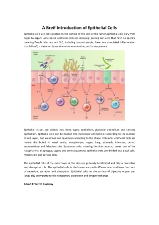 epithelial cells