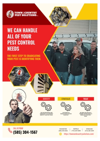 syracuse wasp control | fly control rochester