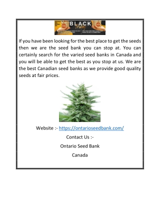 Marijuana Strain | Ontarioseedbank.com