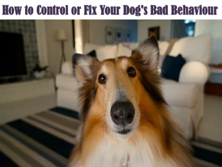 How to Control or Fix Your Dog's Bad Behaviour