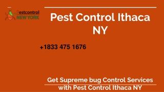 Pest Control Ithaca NY