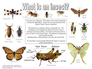 What is an insect?