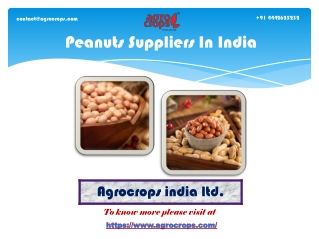 One of The Favourite Peanuts Suppliers In India