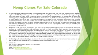 Hemp Clones For Sale Colorado